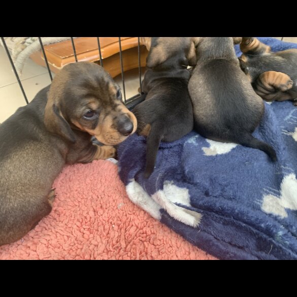 Dachshund (Standard &amp; Miniature) - Both