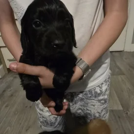 Cocker Spaniel (Working &amp; Show) - Both
