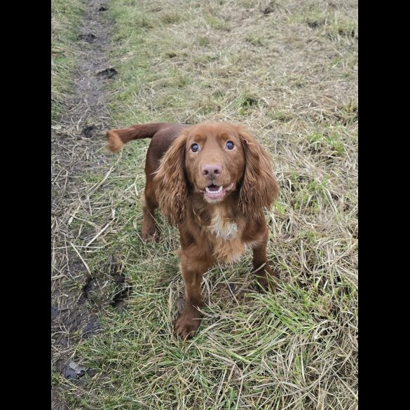 Cocker Spaniel (Working &amp; Show) - Both