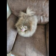 Pomeranian