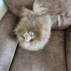 Pomeranian