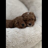 Cavapoo - Both