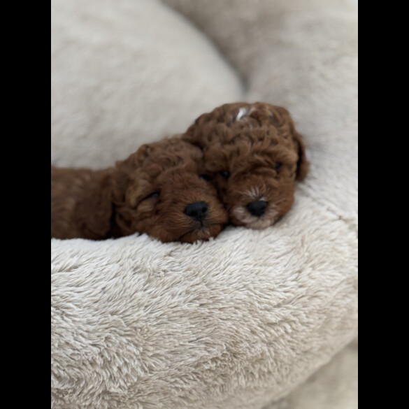 Cavapoo - Both