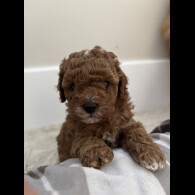 Cavapoo - Both