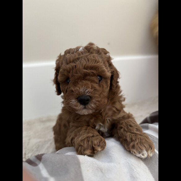 Cavapoo - Both
