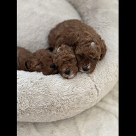Cavapoo - Both