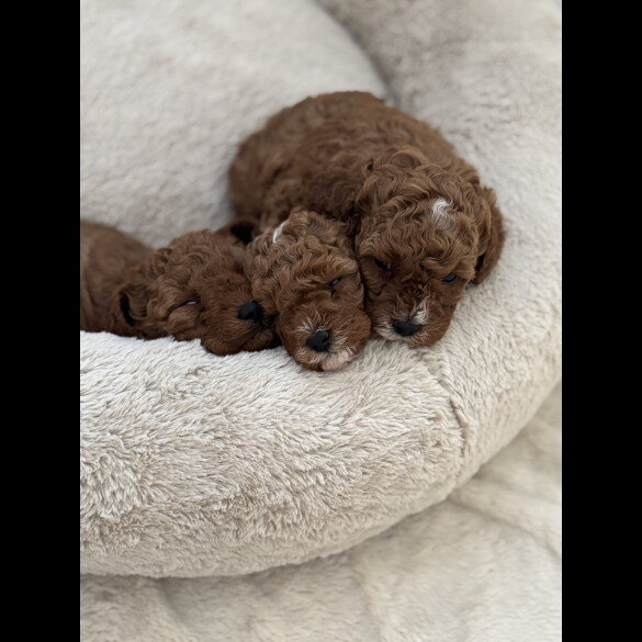 Cavapoo - Both
