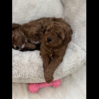 Cavapoo - Both