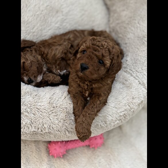 Cavapoo - Both