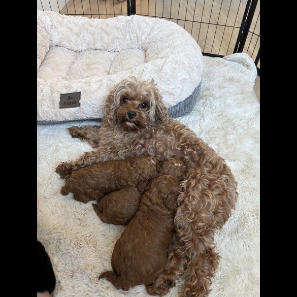 Cavapoo - Both