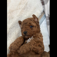 Cavapoo - Both