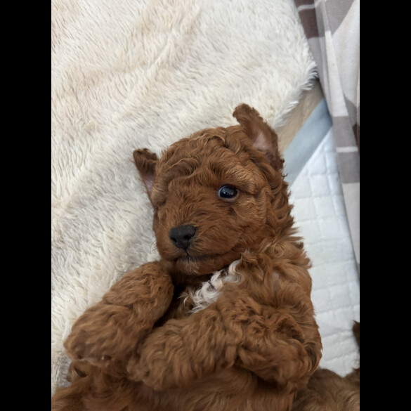 Cavapoo - Both