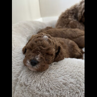 Cavapoo - Both