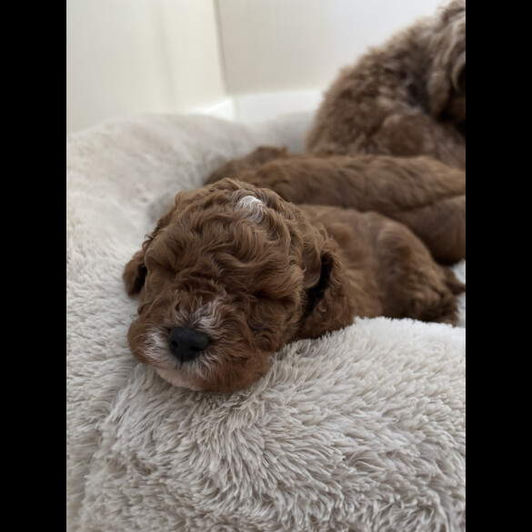 Cavapoo - Both