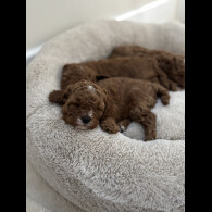 Cavapoo - Both