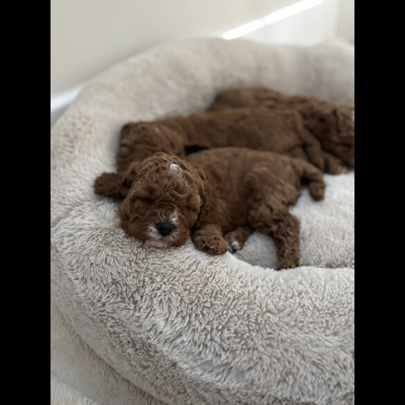 Cavapoo - Both