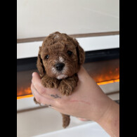 Cavapoo - Both
