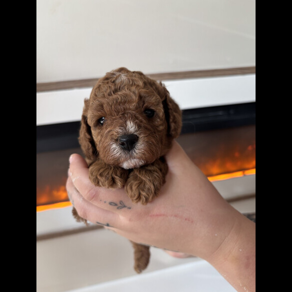 Cavapoo - Both