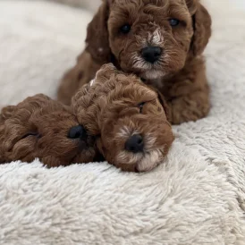 Cavapoo - Both