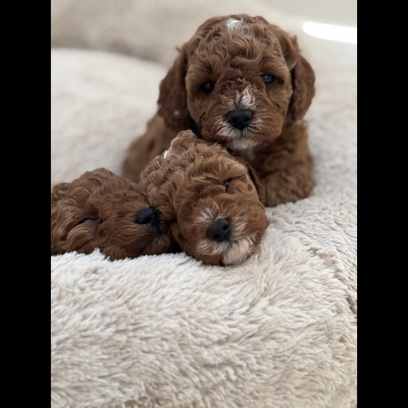 Cavapoo - Both