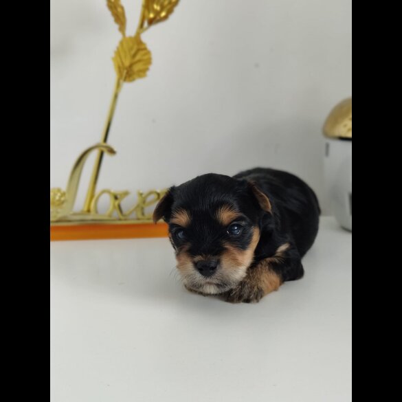 Yorkshire Terrier - Both