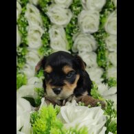 Yorkshire Terrier - Both