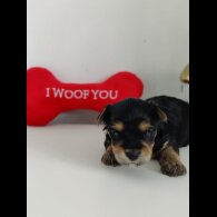 Yorkshire Terrier - Both