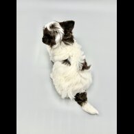 Yorkshire Terrier - Both