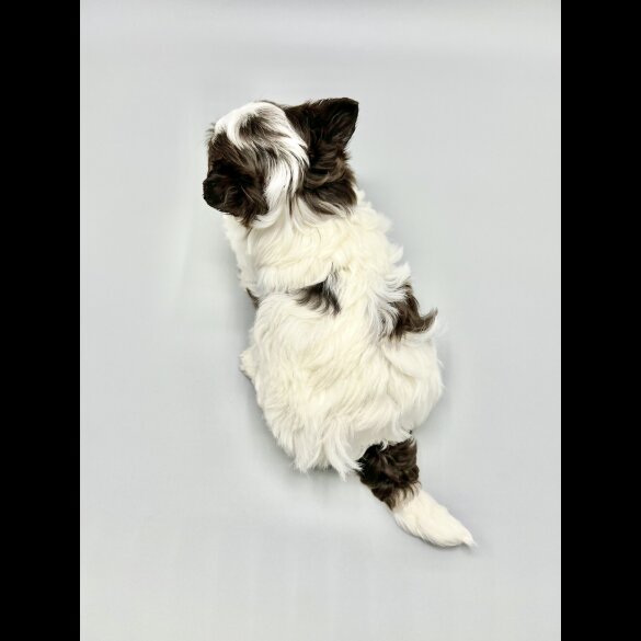 Yorkshire Terrier - Both