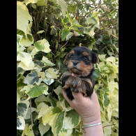 Yorkshire Terrier - Both
