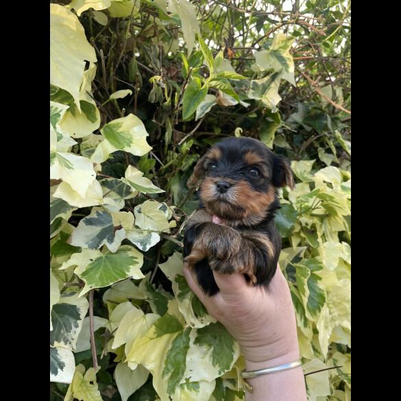 Yorkshire Terrier - Both