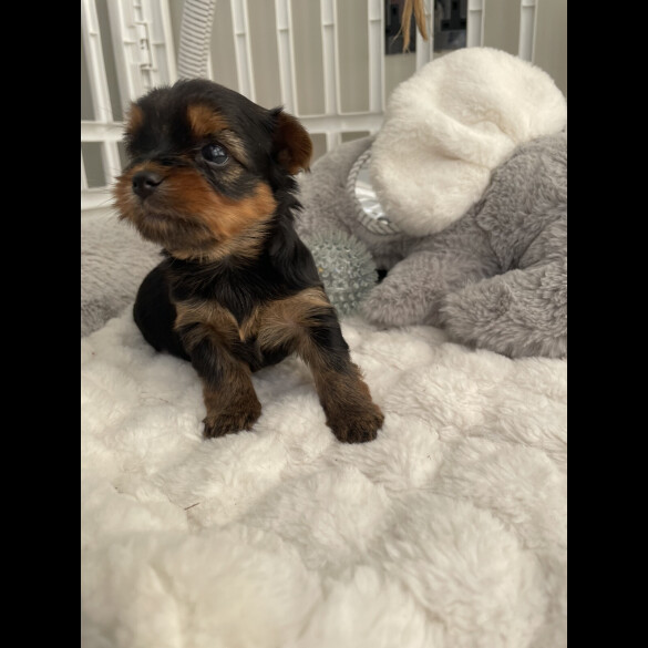 Yorkshire Terrier - Both