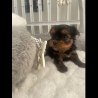 Yorkshire Terrier - Both