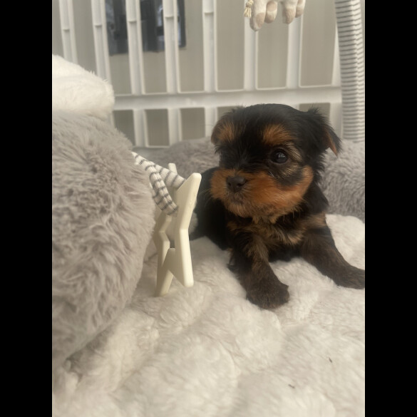 Yorkshire Terrier - Both