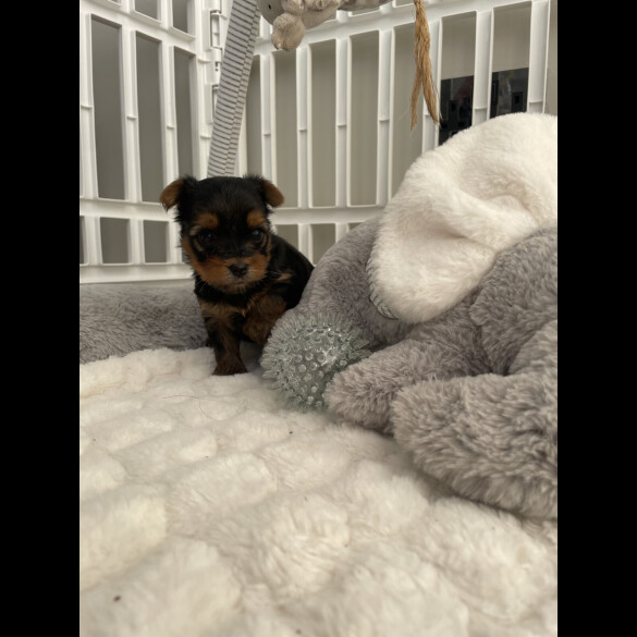 Yorkshire Terrier - Both