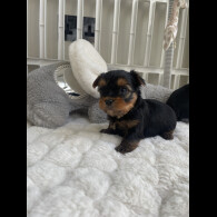 Yorkshire Terrier - Both