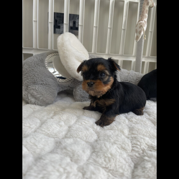 Yorkshire Terrier - Both