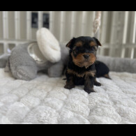 Yorkshire Terrier - Both