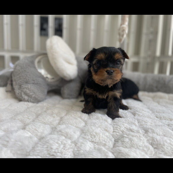 Yorkshire Terrier - Both