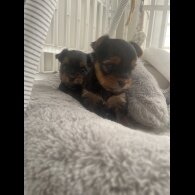 Yorkshire Terrier - Both