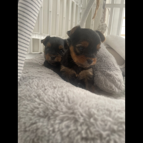 Yorkshire Terrier - Both