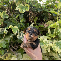 Yorkshire Terrier - Both