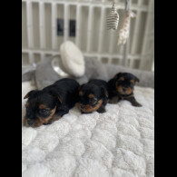 Yorkshire Terrier - Both