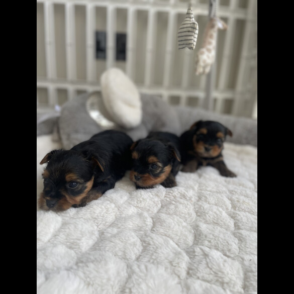 Yorkshire Terrier - Both