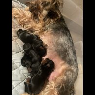 Yorkshire Terrier - Both