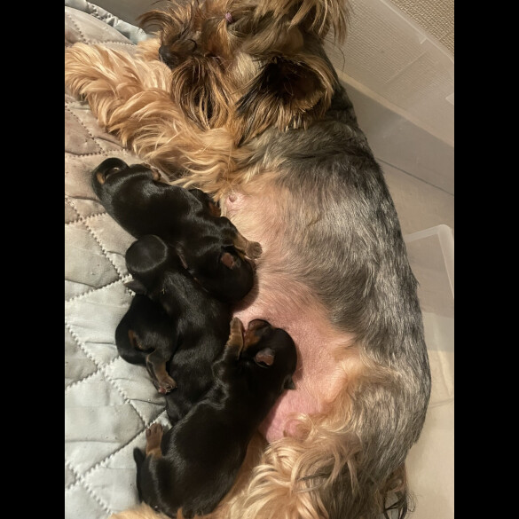 Yorkshire Terrier - Both
