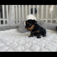 Yorkshire Terrier - Both