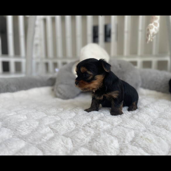 Yorkshire Terrier - Both