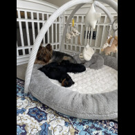 Yorkshire Terrier - Both