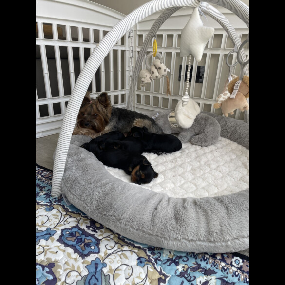 Yorkshire Terrier - Both